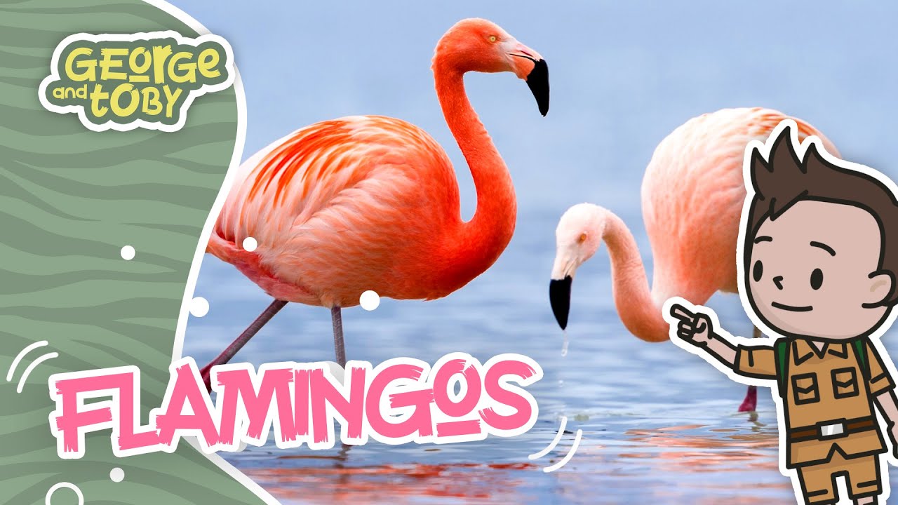 Flamingo Facts for Kids 🦩 | George & Toby Wildlife Rangers