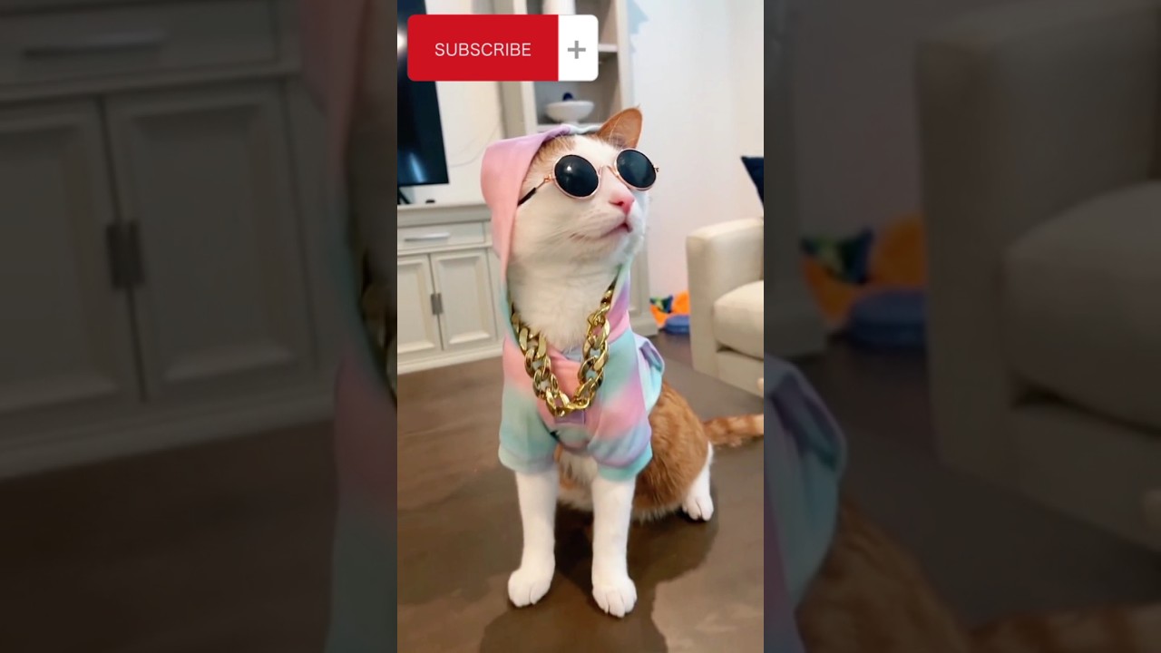 Dj Looks 😎😻🙀 #Viral #Cats #Pets