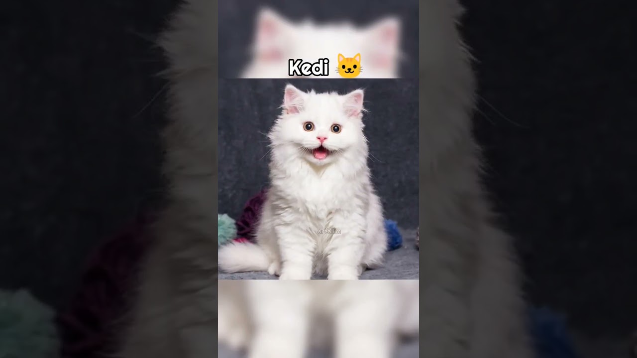 Karanlıkta Hayvanların Gözleri Nasıl Görünür? 🦉