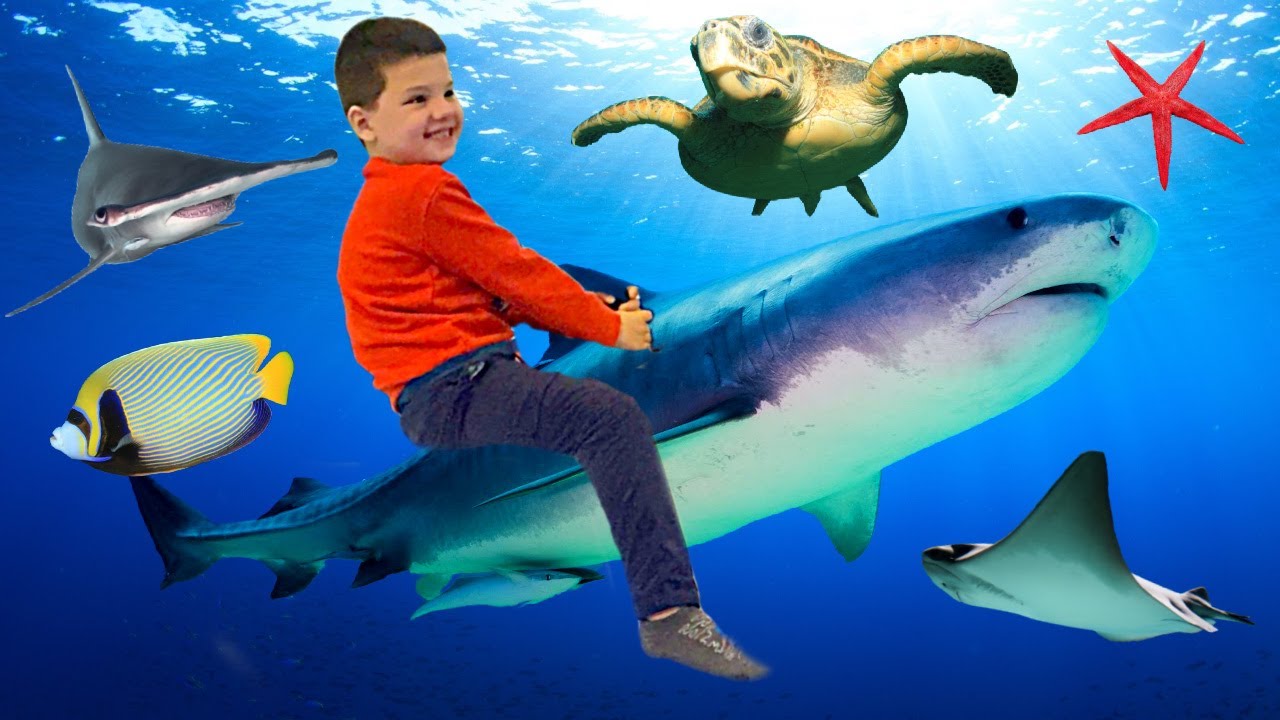 Exciting Aquarium Adventure! Caleb Meets Sharks, Touches Stingrays & Feeds Turtles π