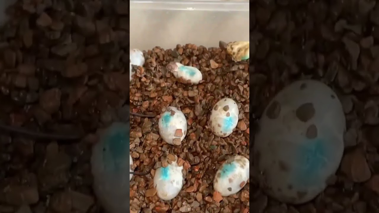 Baby Chameleons Hatching 🥚