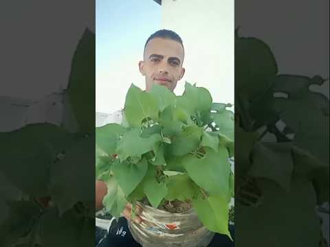 بذور موجودة في كل مطبخ بعد 6 أيام تصبح هكذا لا تحتاج اي عناية ومفيد جداً ومحصول وفير #زراعة #نباتي