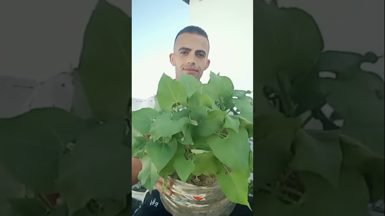 تحول مذهل لبذور المطبخ بعد 6 أيام! زراعة سهلة ومحصول وفير 🌱