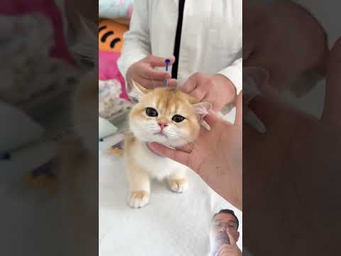 This cat just calm down in the injection #cat #pets #catlover