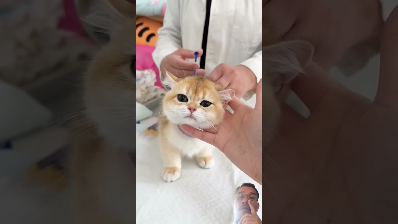 Relaxed Cat After Getting Vaccinated 🐱