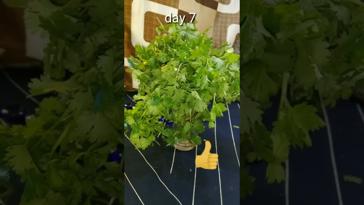 how to store coriander leaves fresh for the long time without fridge 👍👍 #shorts #short