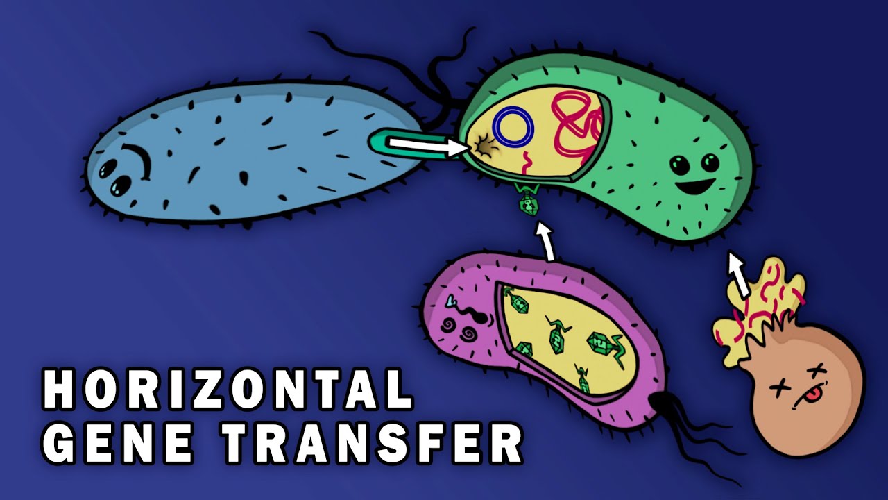 Bacterial Gene Transfer: Conjugation & Transduction