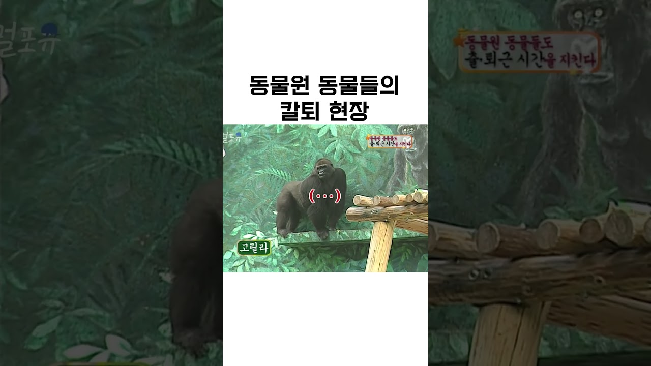 동물원 동물들의 칼퇴 🐾 #shorts