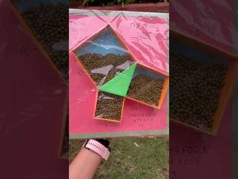 Pythagoras theorem project class 9/10 math #project #pythagoreantheorem #craft #youtubeshorts #maths