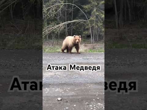 Когда тебя хочет сожрать Медведь 2 #медведь #камчатка