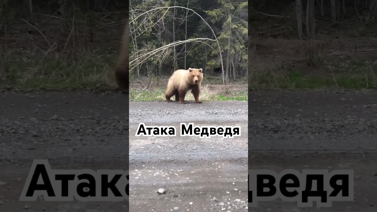 Что делать, если медведь нападает на Камчатке 🐻