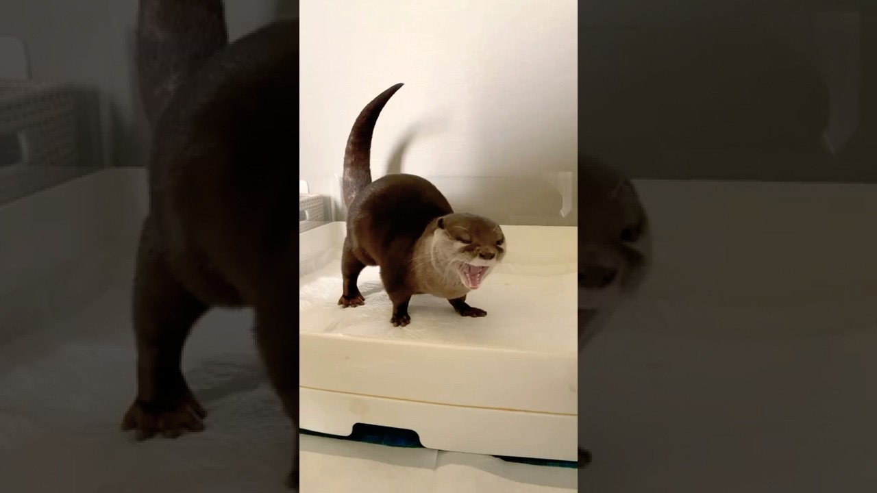 １分でわかるカワウソコタローのモーニングルーティン　Otter Morning Routine #Shorts