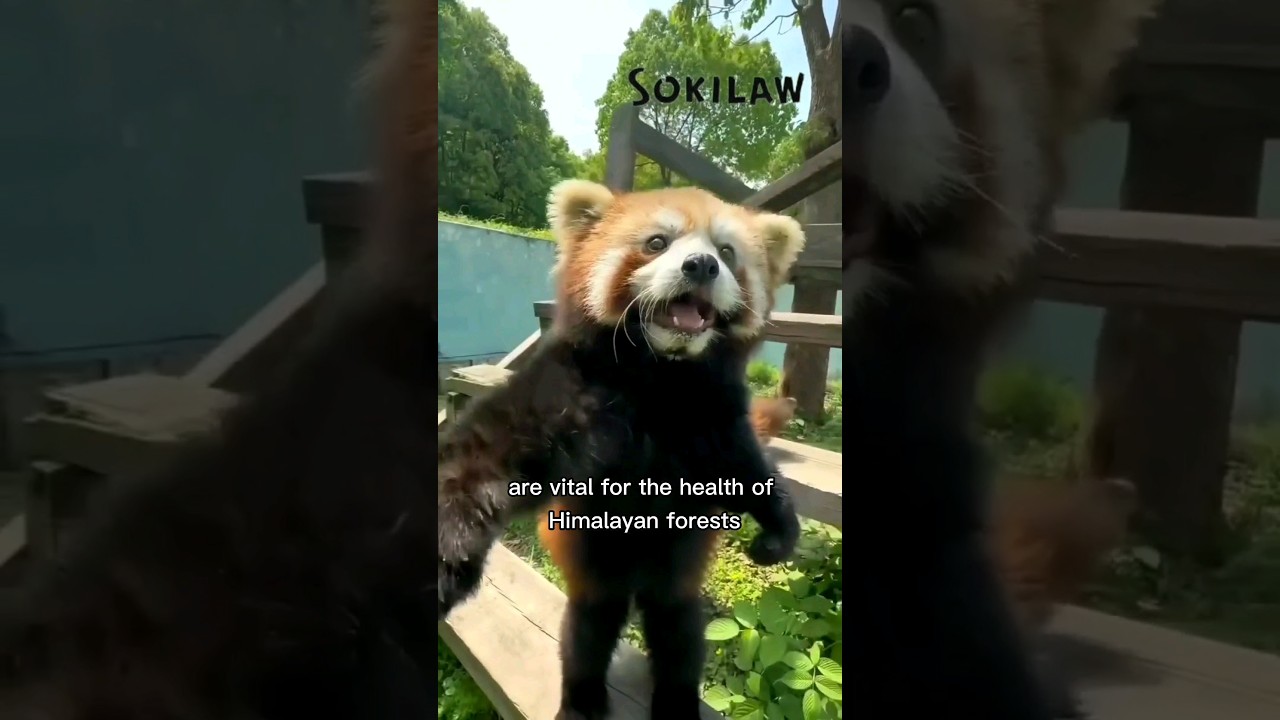 Unique Facts About Red Pandas 🐾
