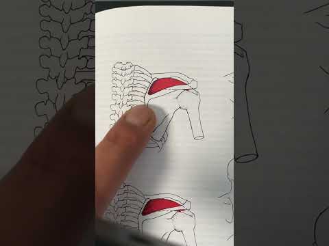 Is Your Shoulder Clicking? This is Why.