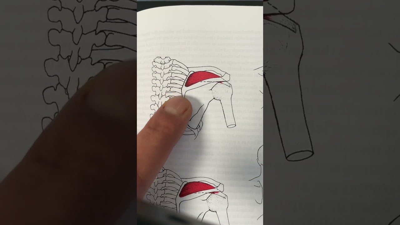 Shoulder Clicking? Discover the Causes & Solutions ๐ฉบ