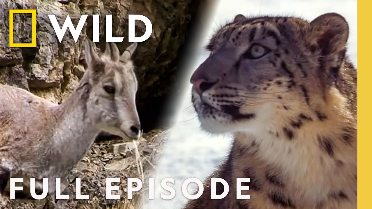 Animal Fight Night: Intense Battles 🐾