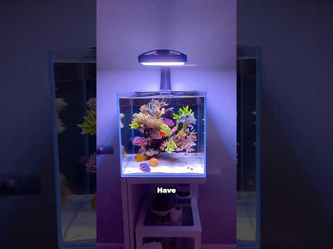 Should you setup a saltwater aquarium?