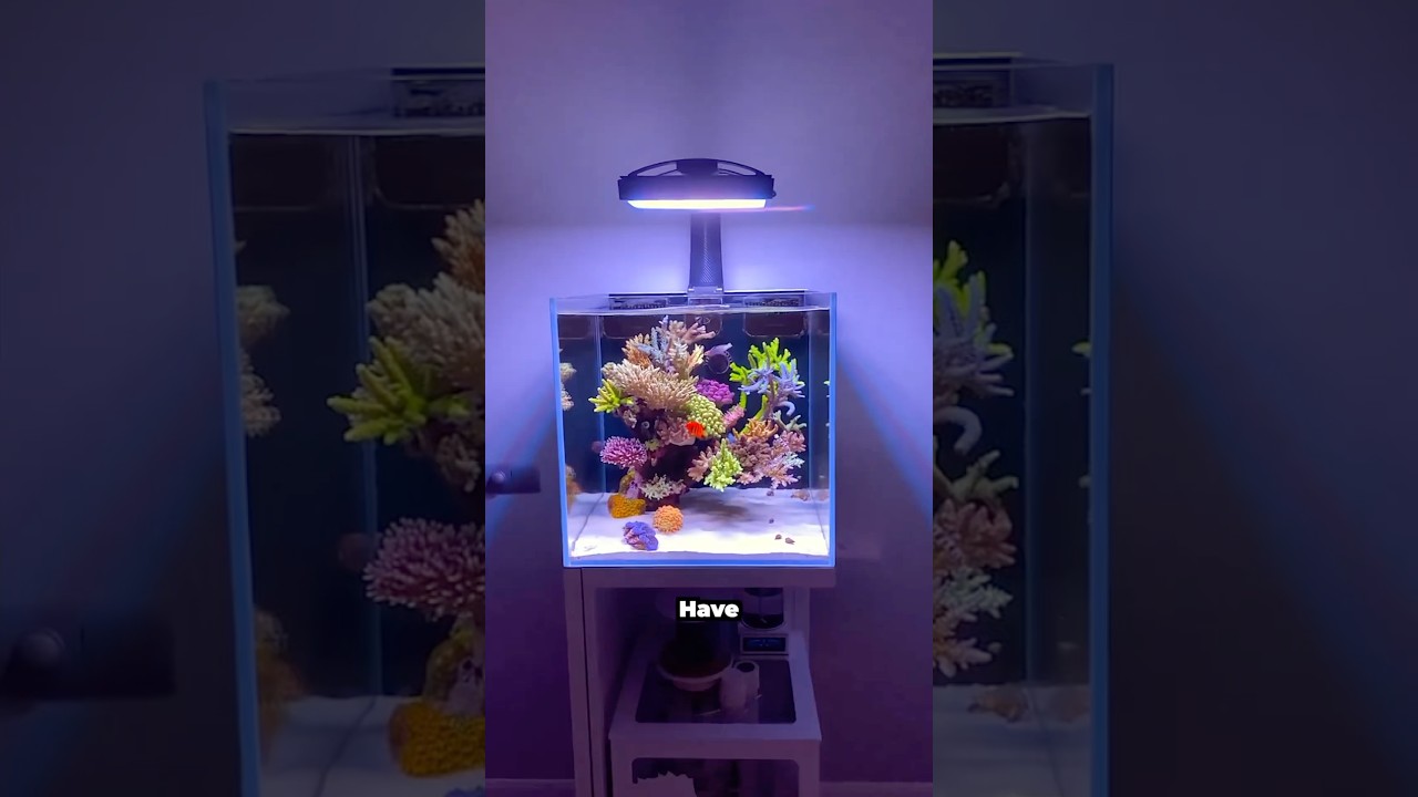 Thinking of Setting Up a Saltwater Aquarium? Here's What You Need to Know 🐠