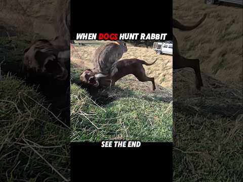 Rabbit Outsmarted the Dog… But Not the Cat 🐇😼 #trending #animals #wildlife #cat #dog #shorts