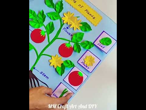 parts Of Plants Science Project Model #sciencetlm #tlmmaking #ytshorts #diy #projects