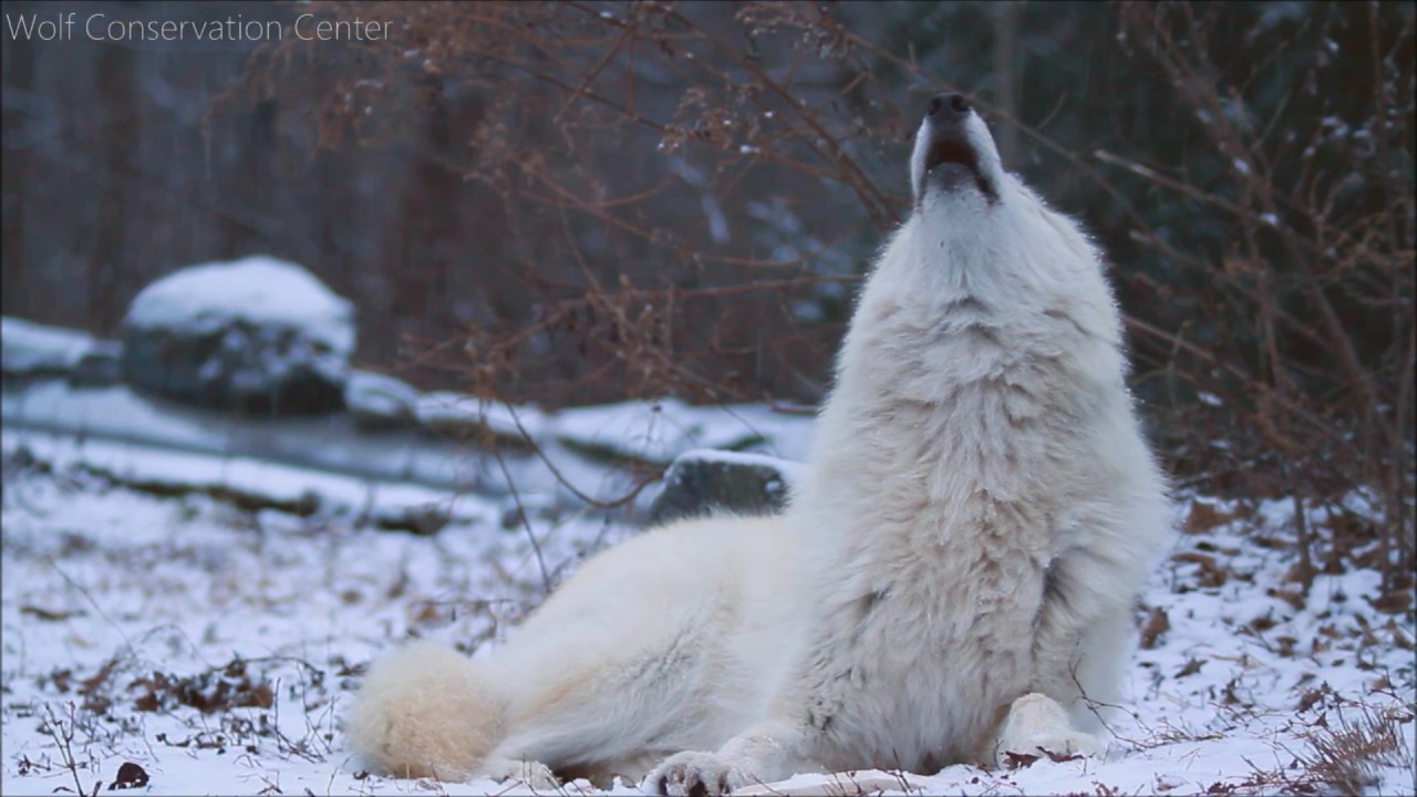 Nikai the Gray Wolf at WCC 🐺