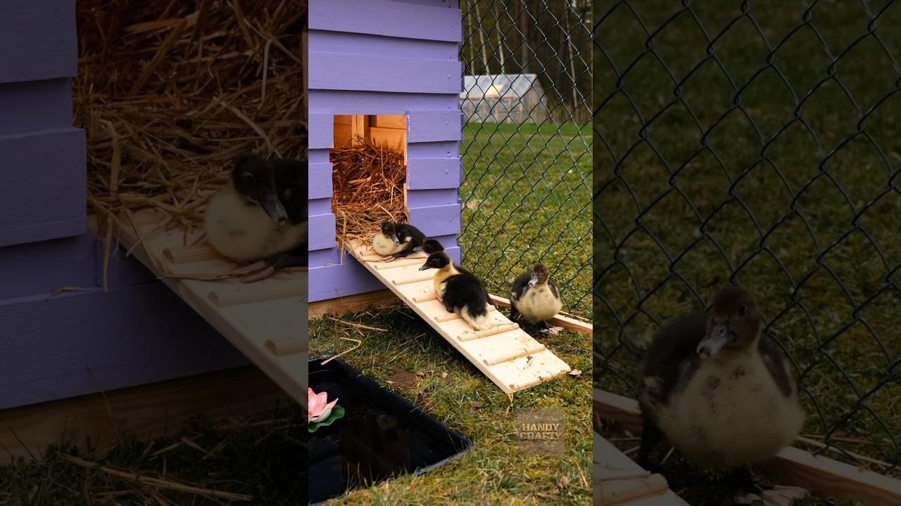 DIY Cute Duck House with Pallets π¦