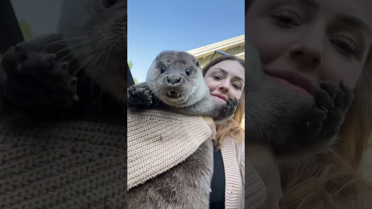 This Otter is Overweight 🦦