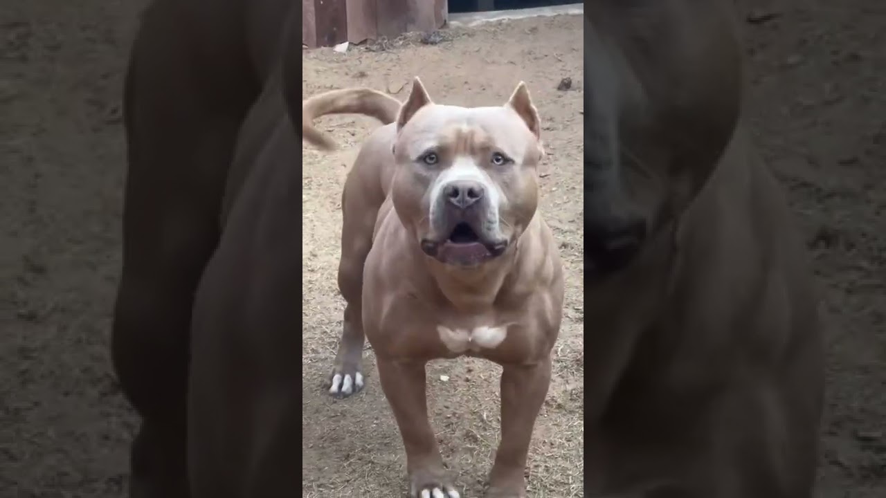 Pitbull Barking 🐶 #Shorts