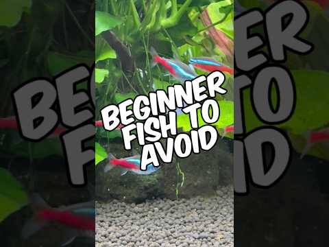 4 Beginner Fish To Avoid For Your First Aquarium!