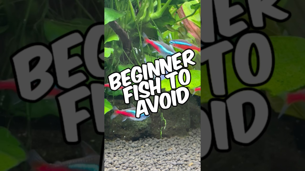 4 Fish to Avoid for Your First Aquarium 🐟