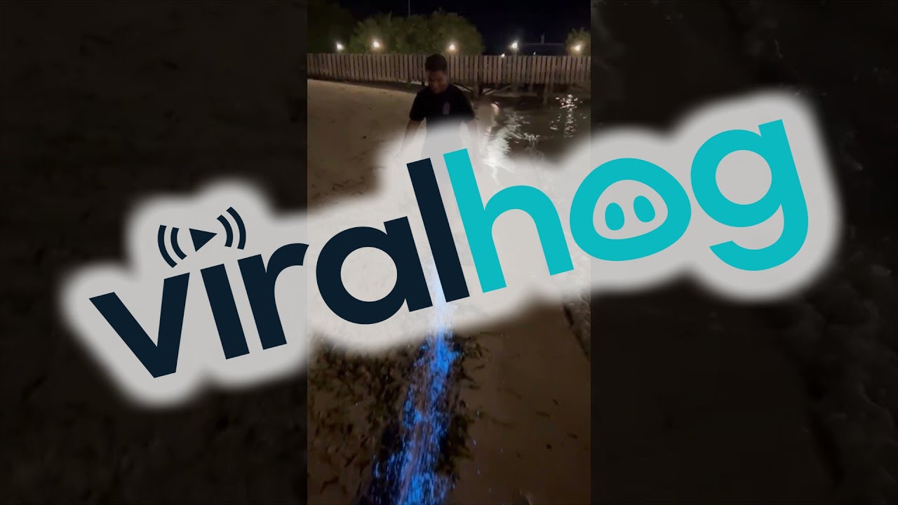 Mesmerizing Bioluminescent Plankton Lights Up Maldives Beach ✨