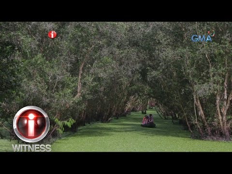 I-Witness: Tra Su Forest, ang nakamamanghang kagubatan sa kahabaan ng Ilog Mekong