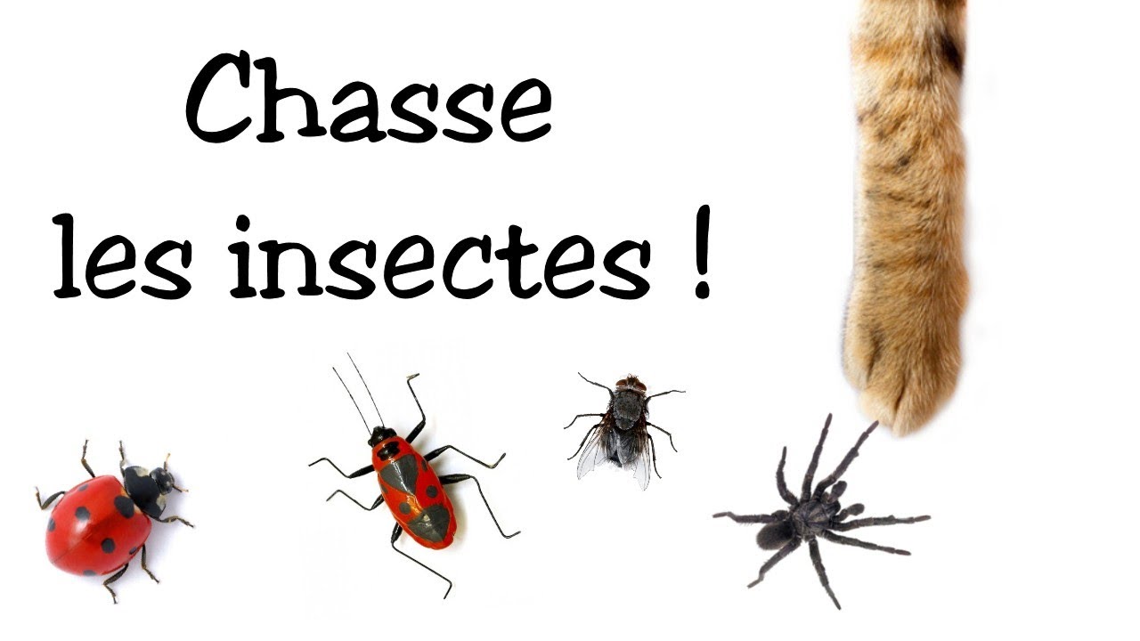 Jeu pour chat : Chasse les insectes !
