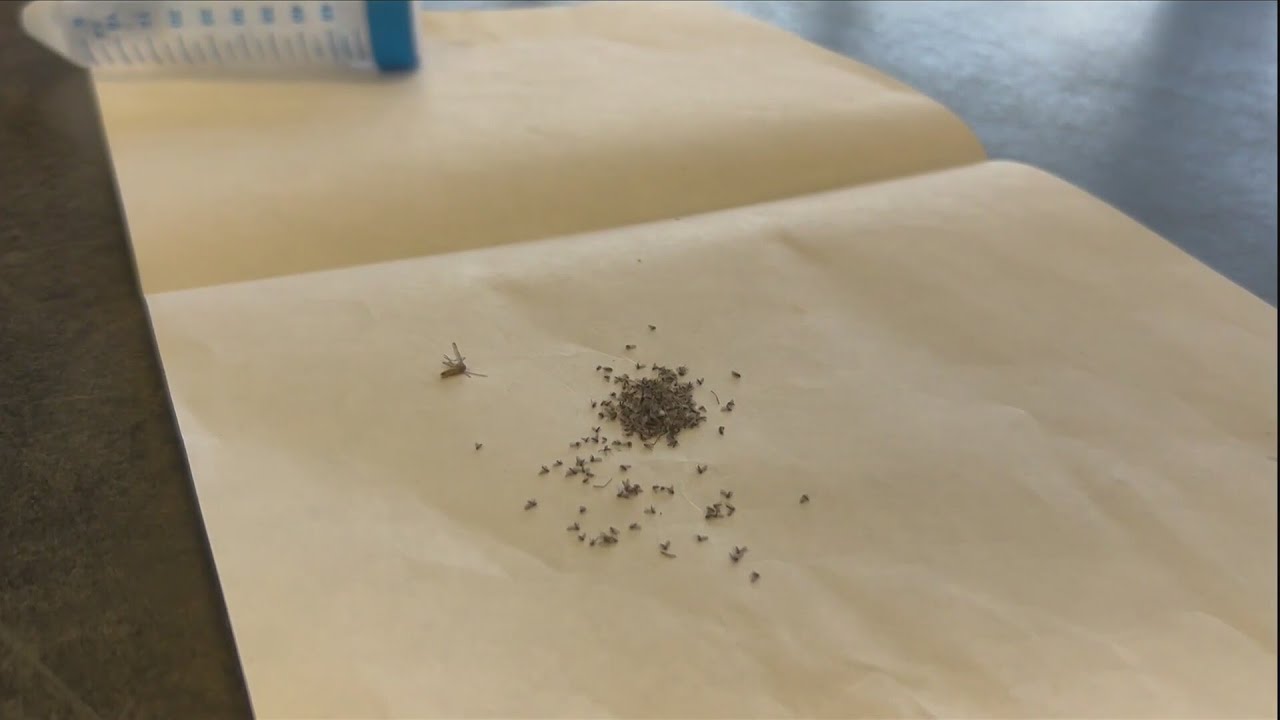 Are Sand Gnats Worse This Year? 🦟