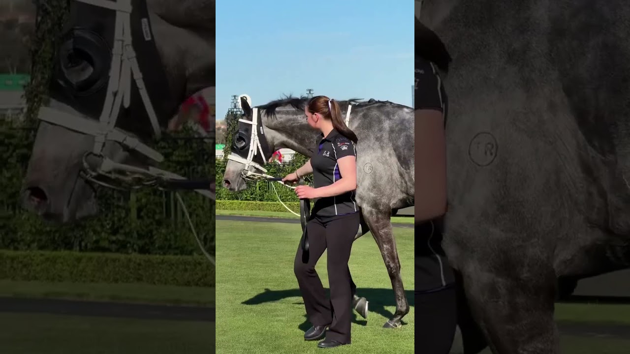 Valiant King Dashes Through Gilded Water to Secure Spot in 2025 Lexus Melbourne Cup 🏆