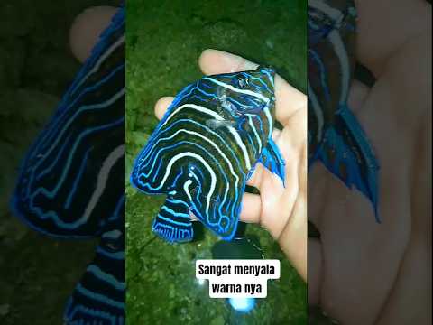 Ikan Hias Laut Langka dan Menakjubkan π