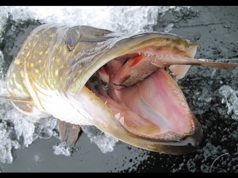 Громадная щука 7 кг Щука на жерлицы. Зимняя рыбалка Pike Fishing