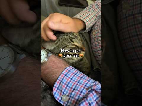 How to pet a cat (the RIGHT way!)