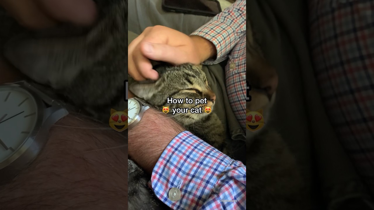 Master the Art of Petting Your Cat 🐱: Tips for the Perfect Cuddle