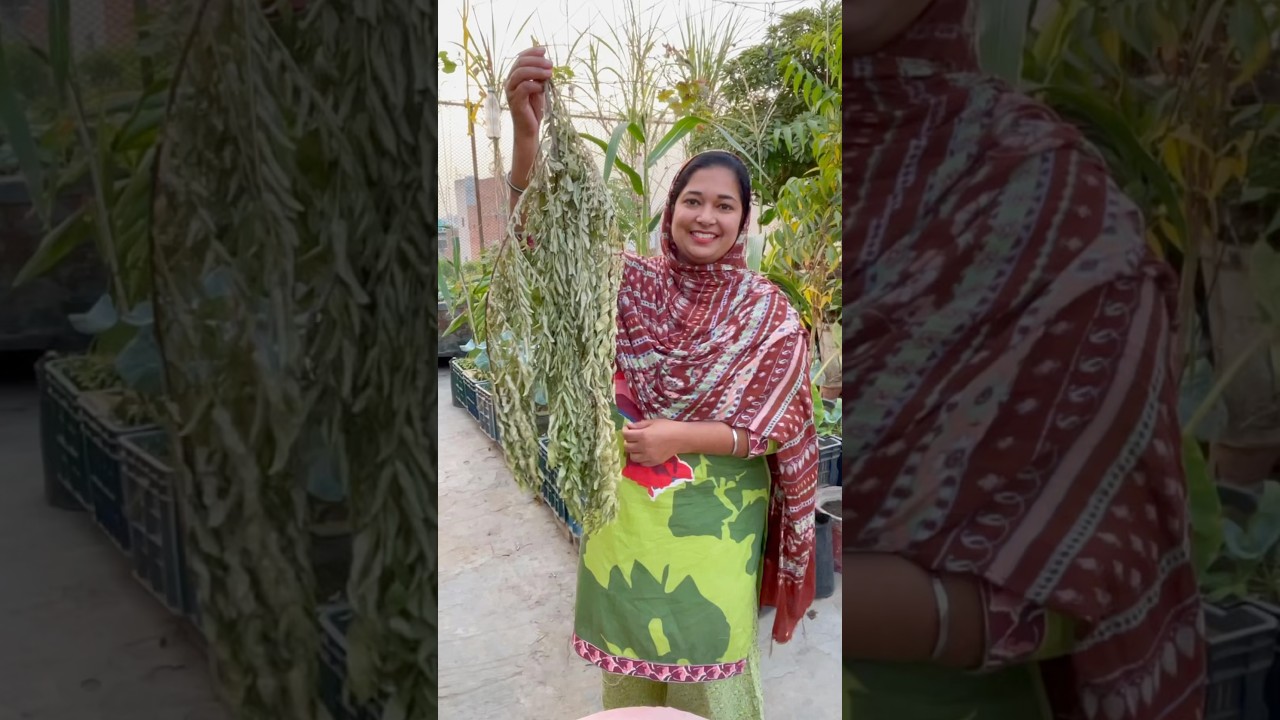 How to Store Curry Leaves (Karri Patta) for Lasting Full of Flavor. #curryleaves #organicfarming