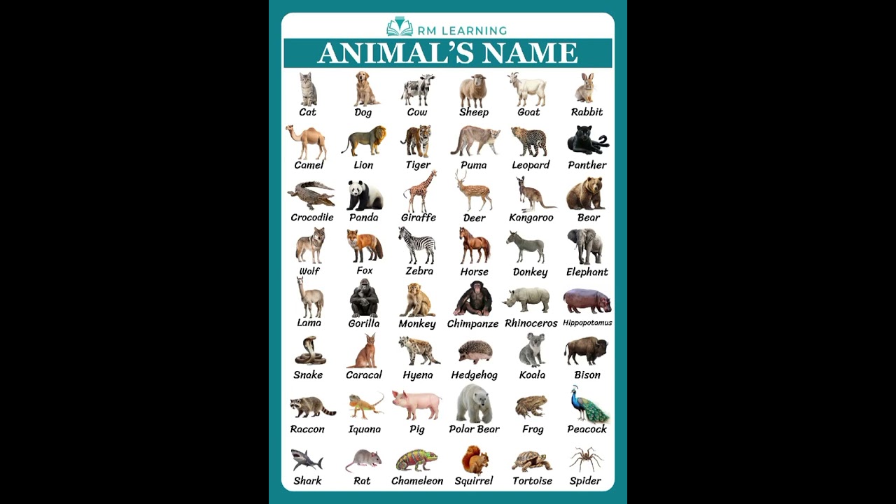 English Animal Names Vocabulary 🐾