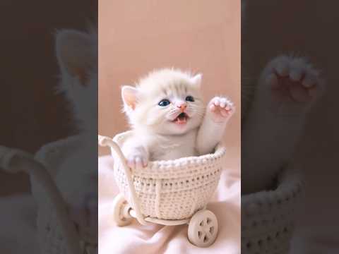 Pa💗Pa #full 11#remix #cute🤷🏼♀️😺#cat #cats #catlover #catvideos #ytshorts #kitty #cutekitty #meowmoe