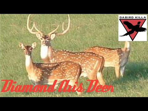 Diamond Axis Deer in The Hunter Call of the Wild 🦌