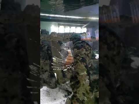 Tailbar Lionfish / Clearfin Lionfish / Radiata Lionfish / Fireworks Fish (Pterois radiata)