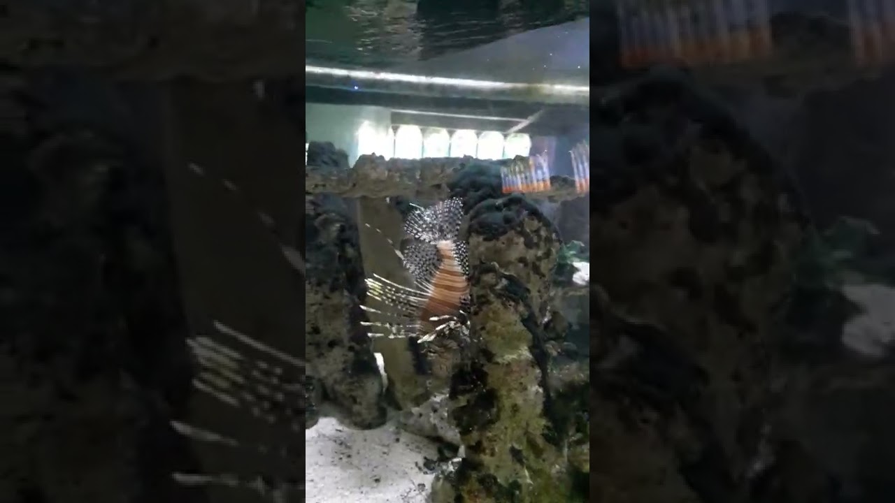 Tailbar Lionfish (Pterois radiata): Description and Characteristics