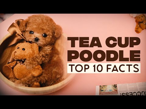 Teacup Poodle:10 Things You Didnβt Know About This Breed