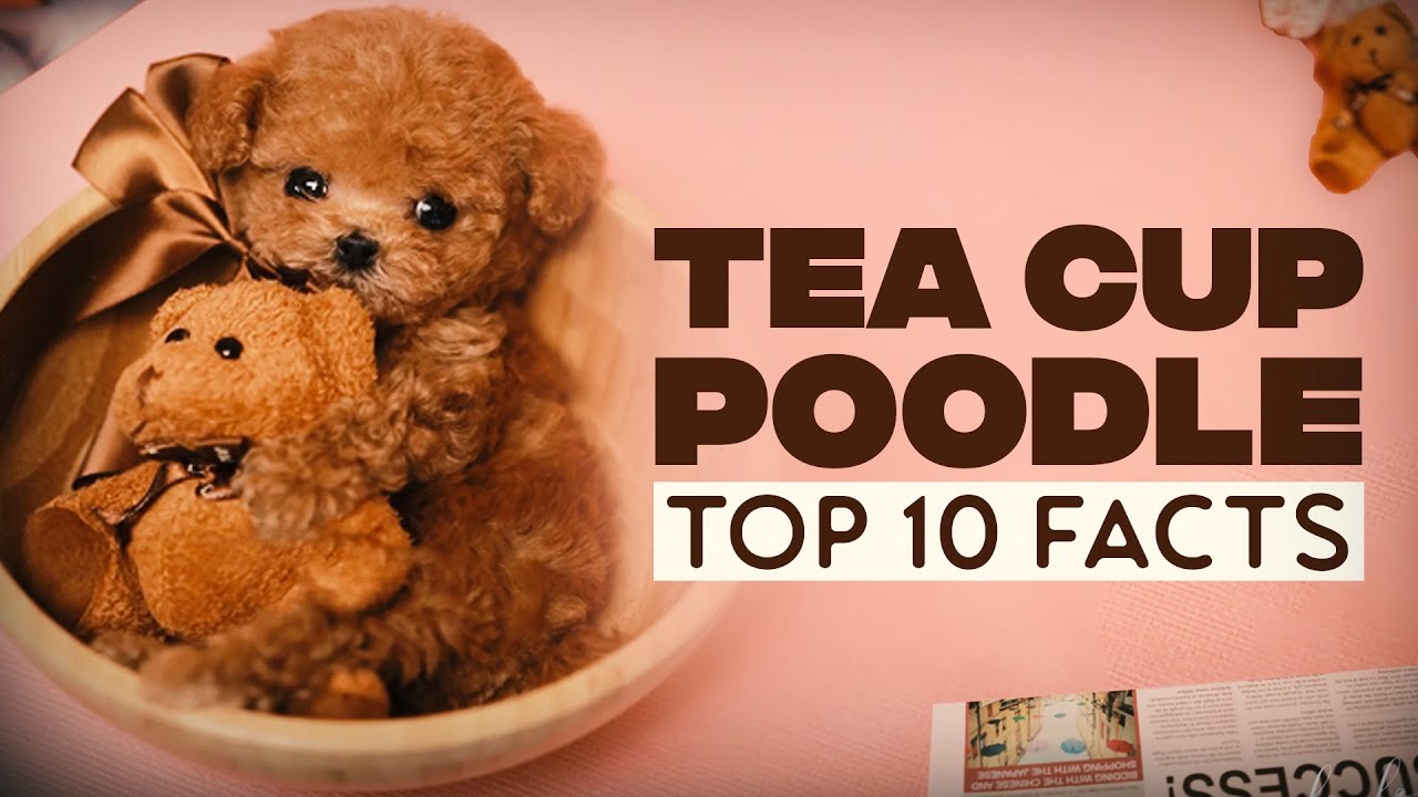 10 Surprising Facts About the Teacup Poodle 🐩