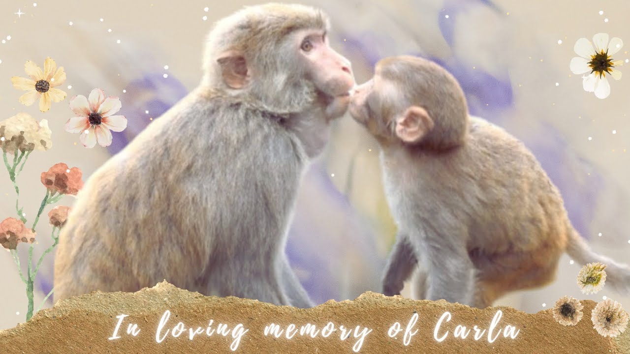 The Last Embrace: A Mother's Love ❤️