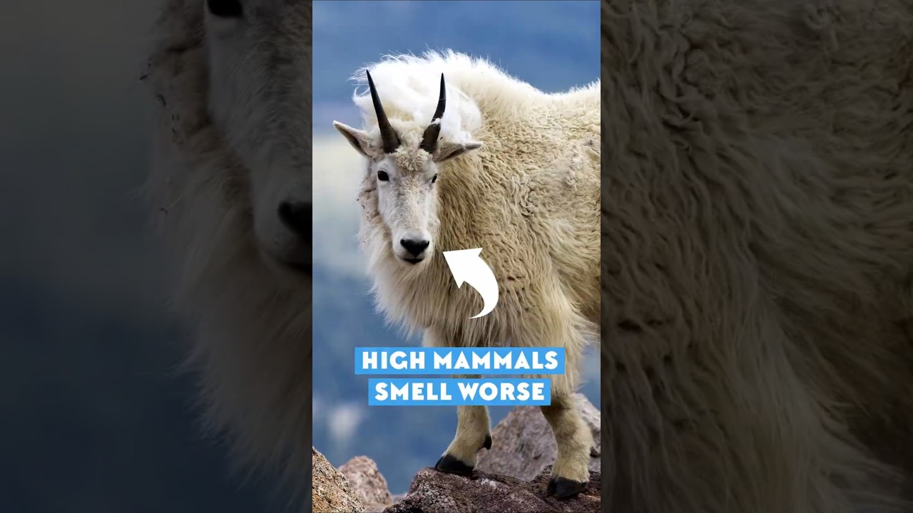 High Mammals Have Stronger Odors 🐾