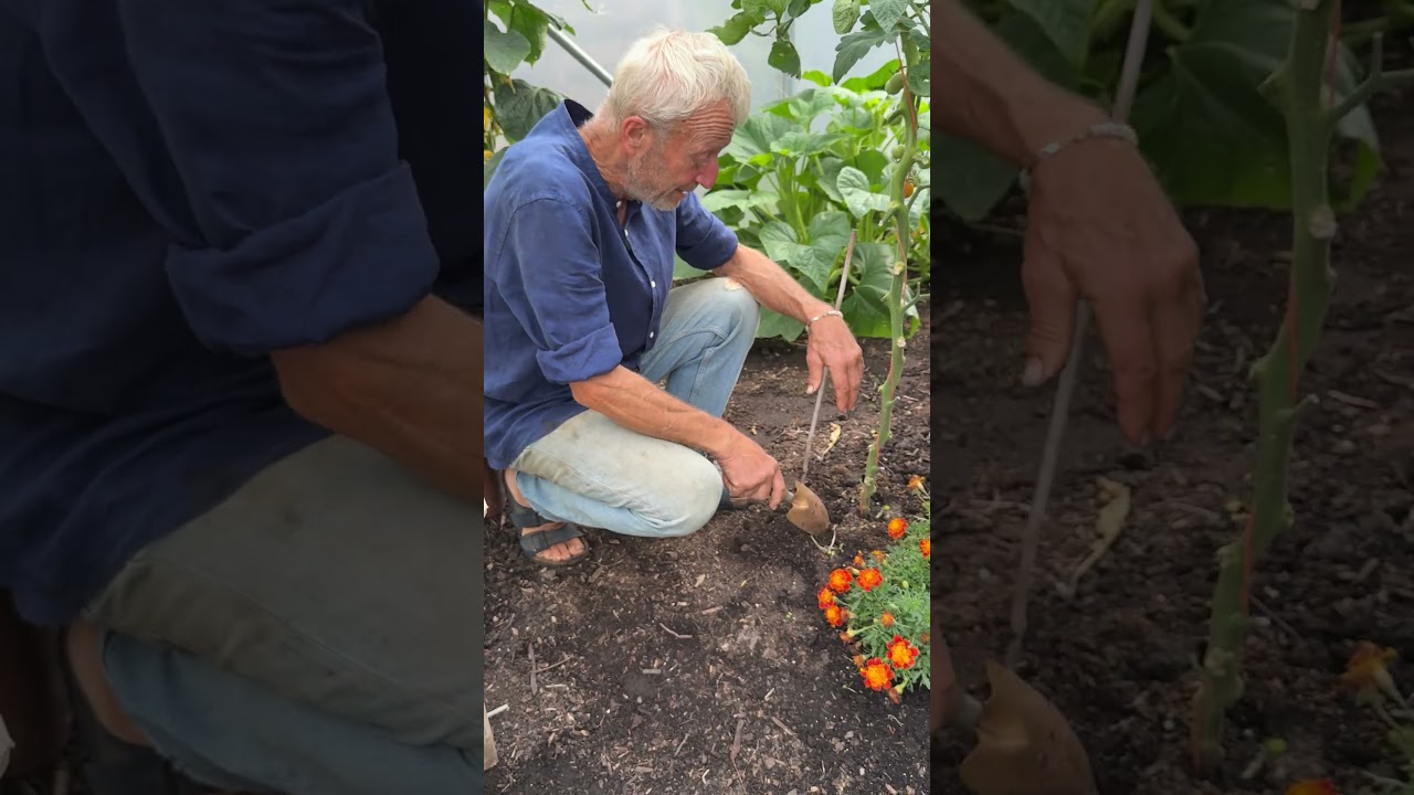 Garden Moles: Are They a Problem & How to Catch Them 🦡